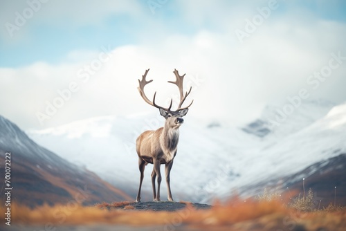 caribou standing against a backdrop of mountains © Natalia