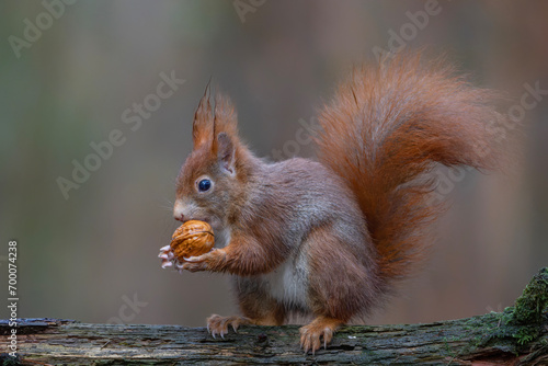 Eurasian red squirrel  Sciurus vulgaris  eating a nut on a branch. Noord Brabant in the Netherlands. Autumn background.        