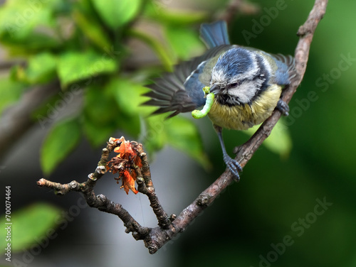 The Eurasian blue tit is a small passerine bird in the tit family, Paridae. It is easily recognisable by its blue and yellow plumage and small size