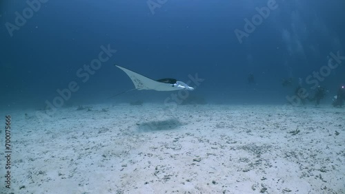 Huge Manta Ray swims past SCUBA Diver tourists photo