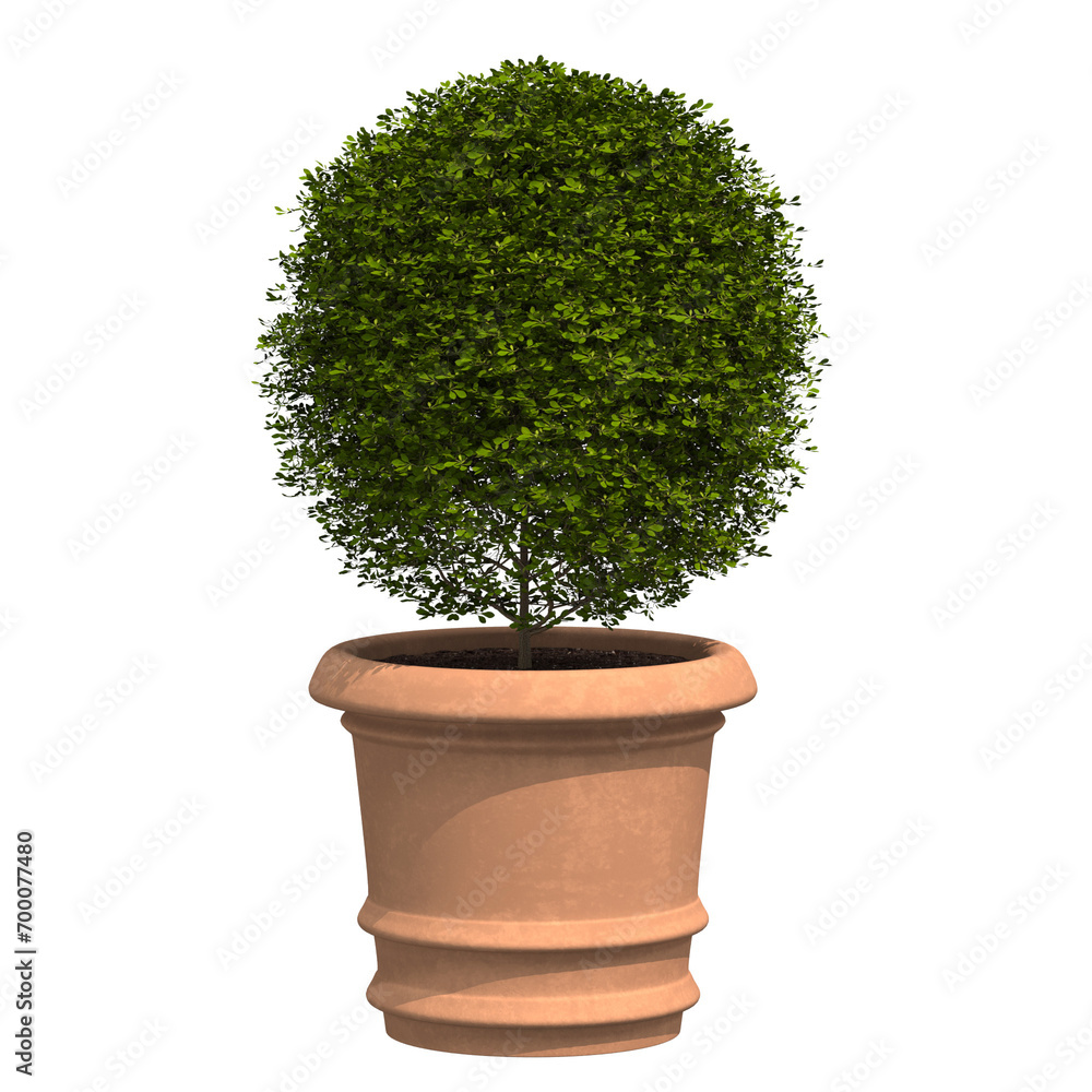 Fototapeta home decorative indoor plants in multiple Style no background, beautiful assets,