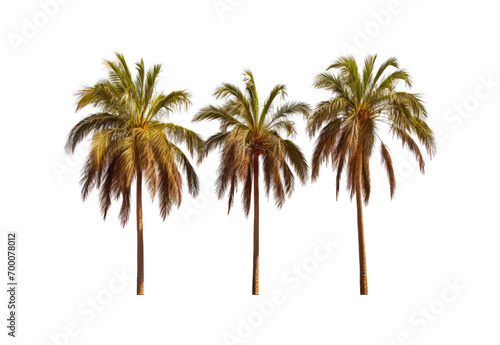 _palm_trees_closeup_full_body