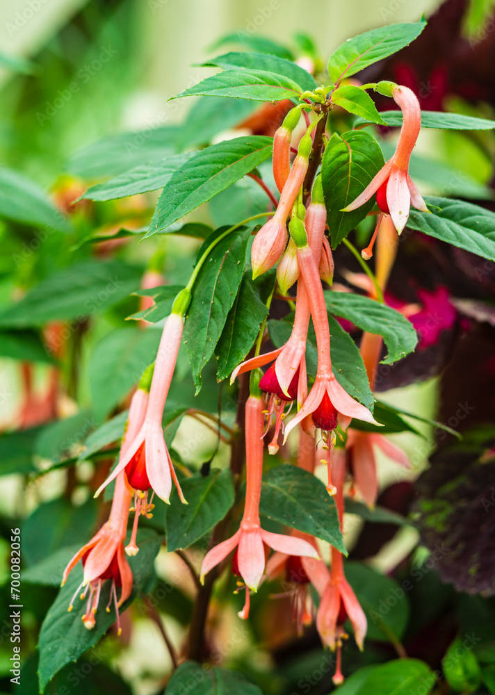 Fuchsia magellanica commonly known as the hummingbird fuchsia Fuchsia magellanica commonly known as the hummingbird fuchsia