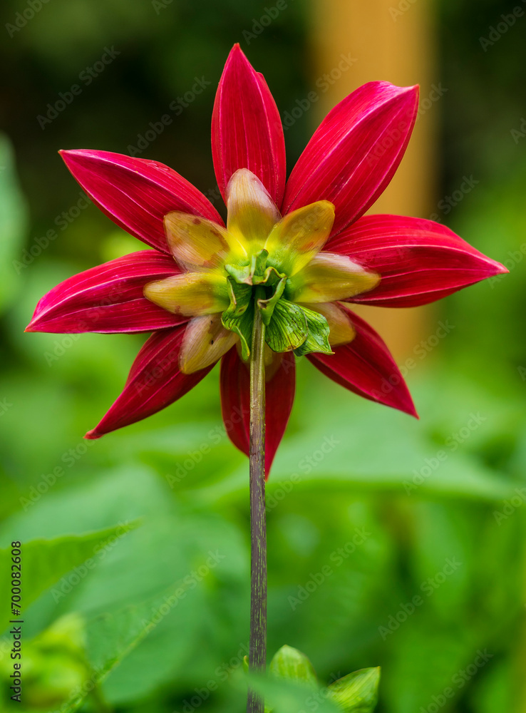 Close-up of a red flower against blurred background