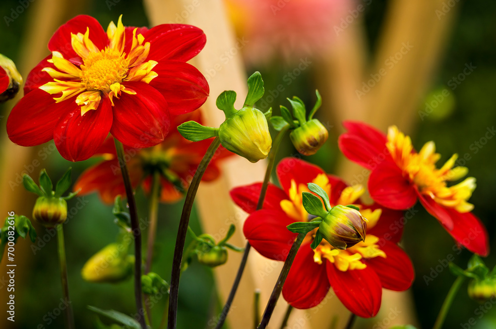 Close-up of red flowers against blurred background