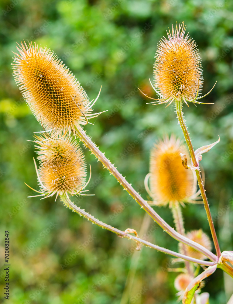 Obraz premium Close-up of wild teasel flowers against blurred background