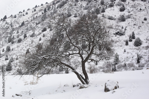 Snow-covered tree against the backdrop of mountains on a winter day.