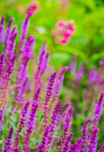 Close-up of purple flowers on blurred background