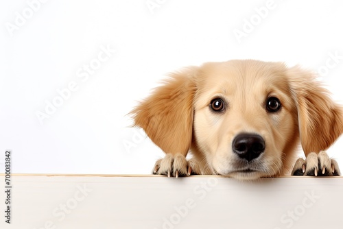 Cute golden retriever dog peeking out from a corner isolated on white Animal pets friendship concept Suitable for ads or designs