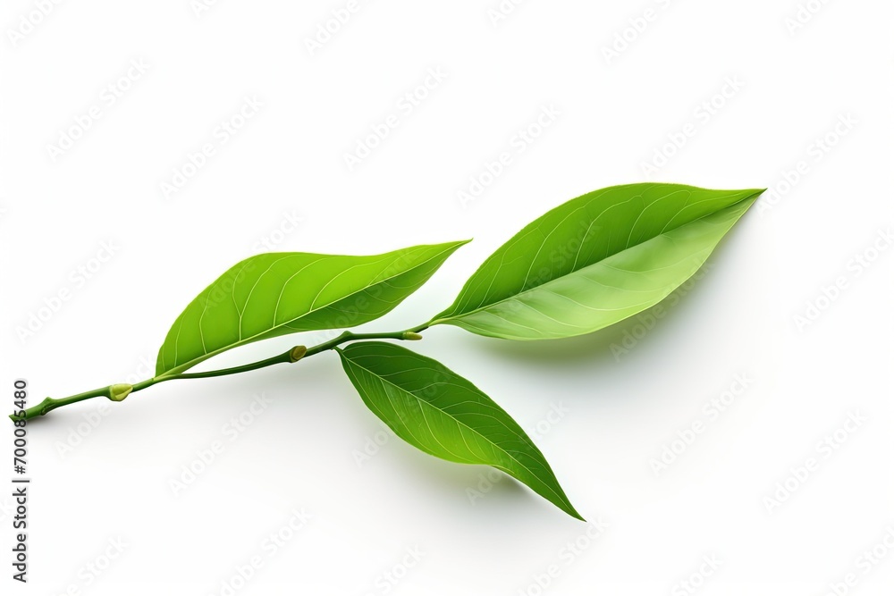 Green tea leaf isolated on white