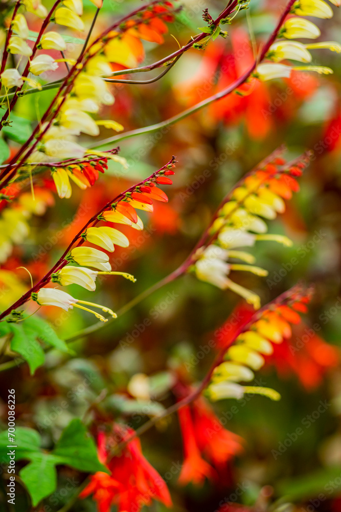 Close-up of yellow red flowers on blurred background Close-up of yellow red flowers on blurred background
