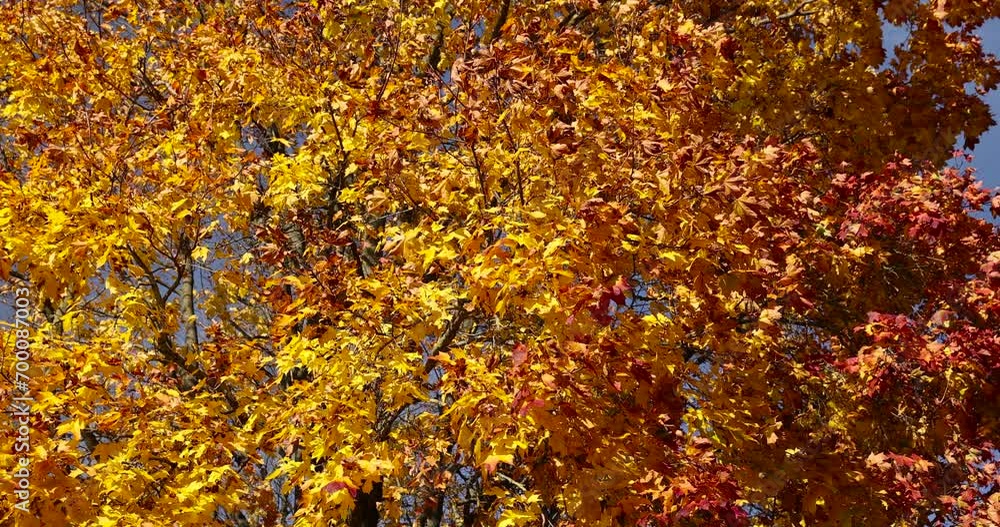 beautiful and bright orange maple foliage in autumn, colored maple foliage during leaf fall beautiful and bright orange maple foliage in autumn, colored maple foliage during leaf fall
