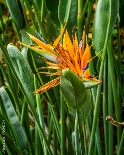 Close-up of bird of paradise flower against blurred background