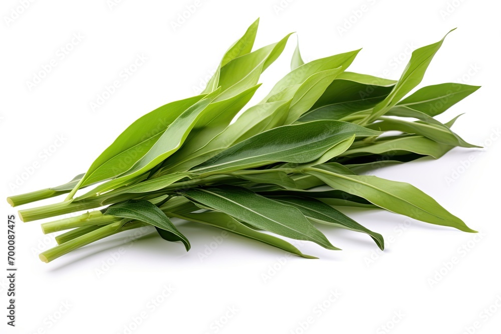 Fototapeta premium Vanilla orchid leaves, also called flat-leaved vanilla, the plant for vanilla spice, isolated on white.