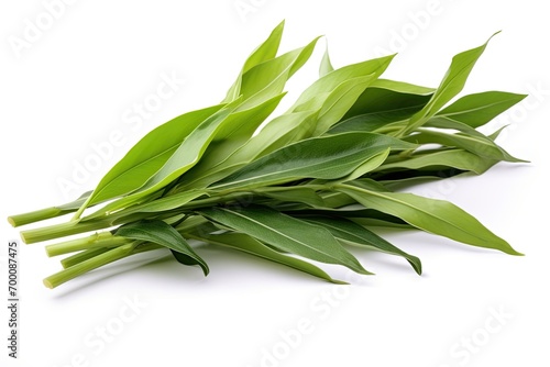 Vanilla orchid leaves, also called flat-leaved vanilla, the plant for vanilla spice, isolated on white. photo