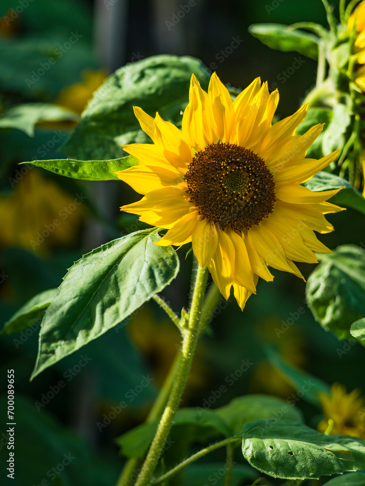 Fototapeta premium Close-up of a sunflower against blurred background