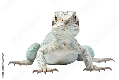 Isolated Graceful Lizard on a transparent background photo