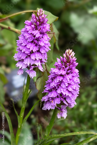 Two common spotted orchid flowers in a garden photo