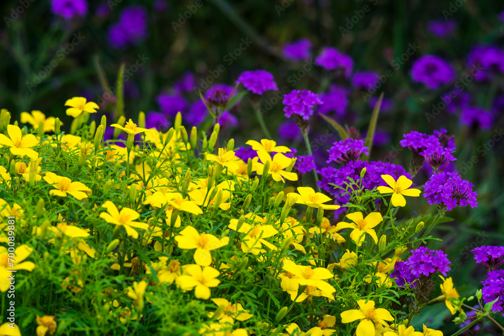 Close-up of yellow and violet flowers in the garden
