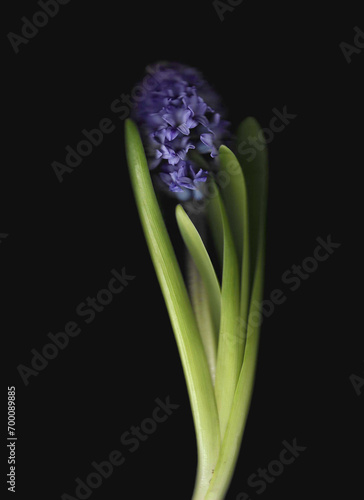 One blue separate hyacinthus scan background. Scanned blooming spring flower bouquet. Colourful botanical photocopy with scanner noise effect. Spiky green leaves and big flower bulb.