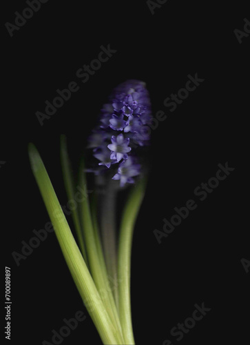 One blue separate hyacinthus scan background. Scanned blooming spring flower bouquet. Colourful botanical photocopy with scanner noise effect. Spiky green leaves and big flower bulb.