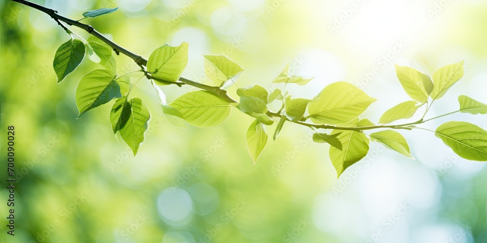 Sunny summer day in a forest with green leaves on tree branches.
