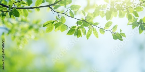 Nature's vibrant summer scene with lush green leaves on branches under bright sunlight.