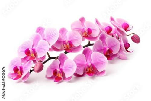 White background isolated orchid flowers.