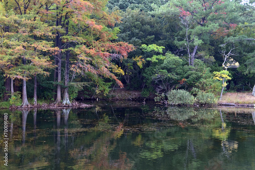 ラクウショウなど、池の周りの落葉樹が色づき始めた風景