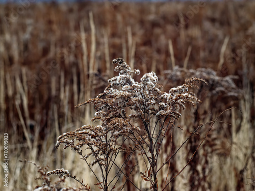 Withered grass in a field in autumn
