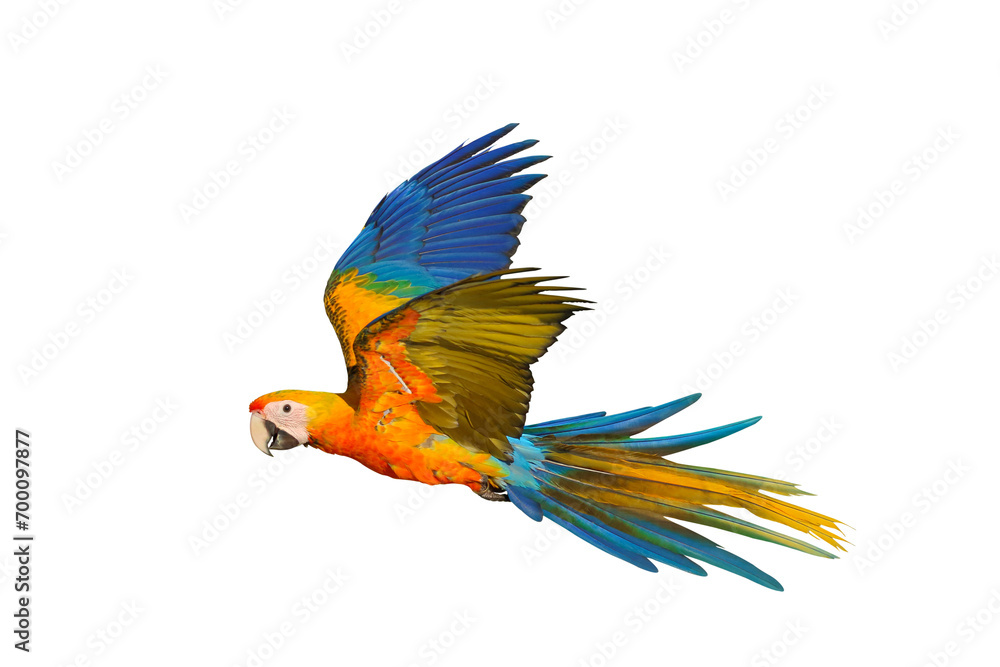 Colorful flying Camelot Macaw  parrot isolated on transparent background png file