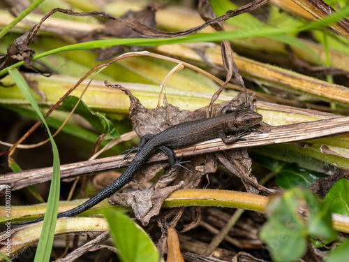 Obraz na płótnie Juvenile Common Lizard Hiding in Vegitation w salonie