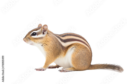a chipmunk with a white background photo
