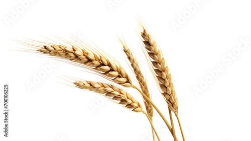 a group of wheat stalks