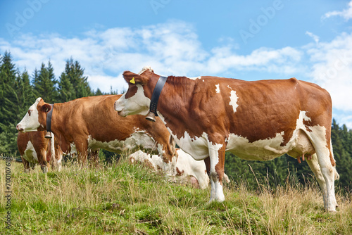 Cows grazing in pasture. Farming. Tirol region. Austria. © h368k742