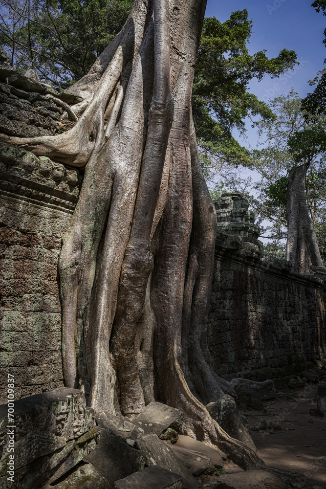 Tree roots growing on Angkor Thom stone wall ruins in Cambodia Siem Reap vertical