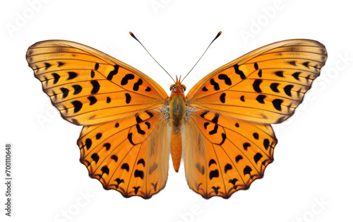 Butterfly Elegance on Transparent Background