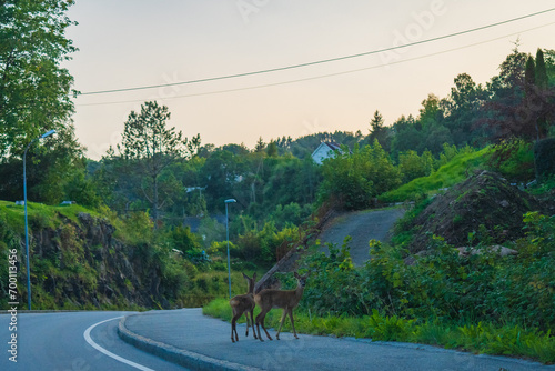 Obraz na płótnie Deers crossing the street (Norway) w salonie