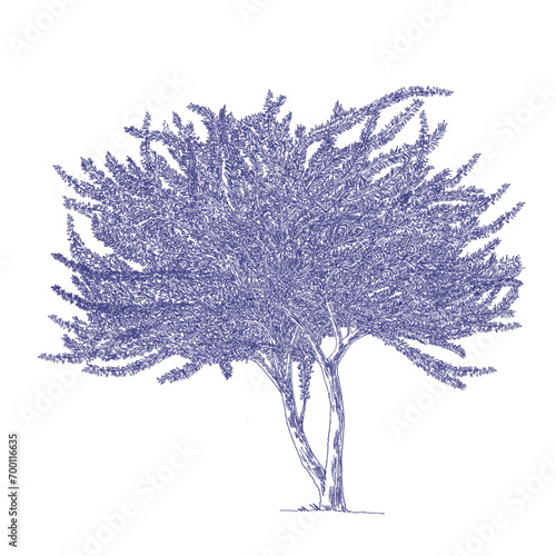 Crescentia cujete Linn., Calabash Tree Drawing photo