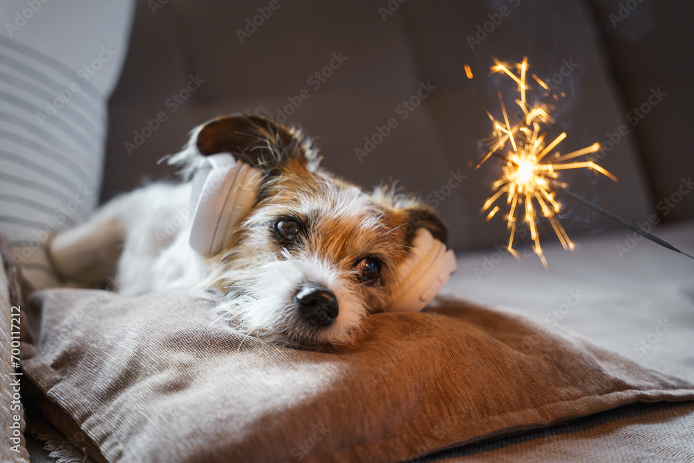 Ein kleiner Terrier Hund mit Gehörschutz und einer Spritzkerze. Angst, Silvester. - obrazy, fototapety, plakaty 