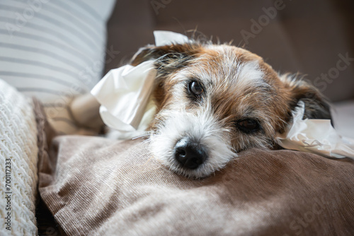 Ein kleiner Terier Hund mit Taschentücher in den Ohren. Lärm, Angst, Silvester.