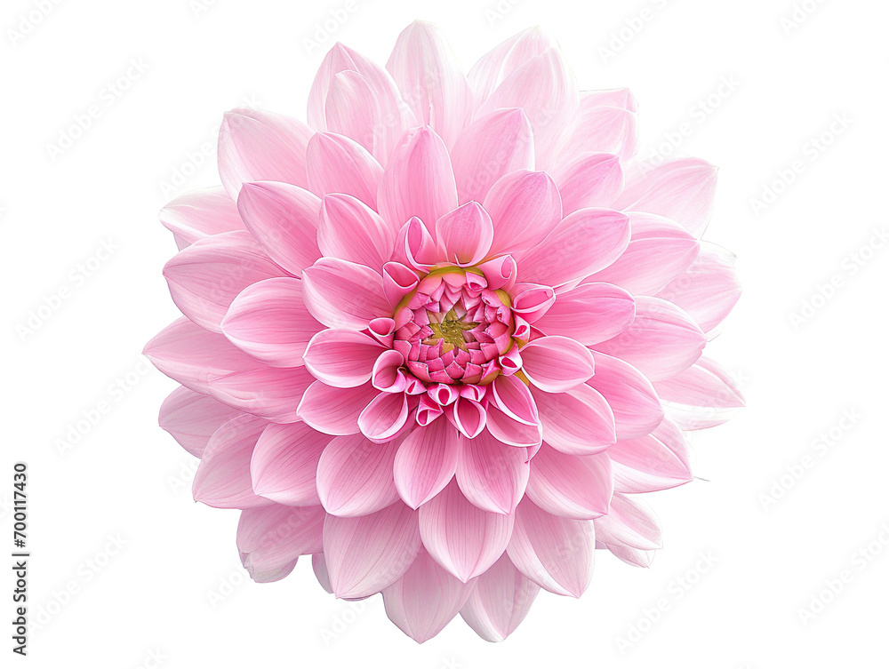 Dahlia flower isolated in white, cut out