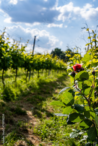 The Endless Beauty of Vineyards in Belgium with sunny sky