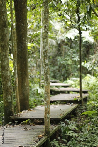 Selva tropical de Taman Negara en Malasia