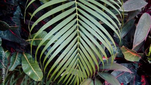 yellow green palm leaf against tropical greenery close up view