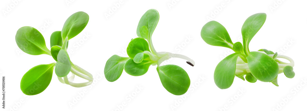 Sunflower sprouts isolated on white