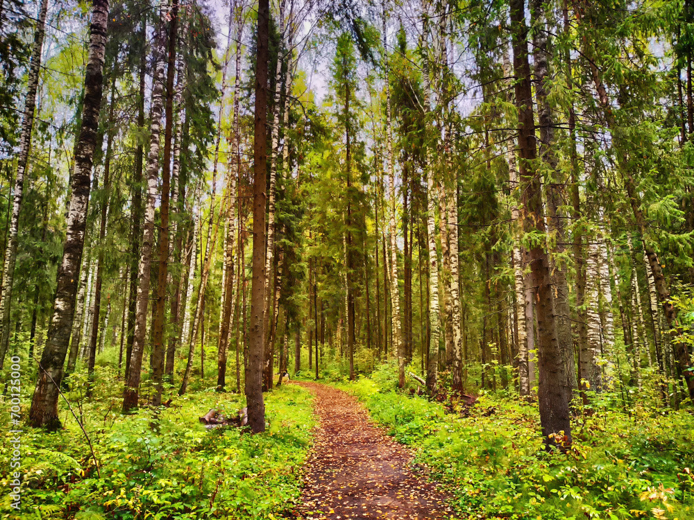 Fototapeta premium A path in the forest with dry yellow leaves. Natural background in autumn or summer