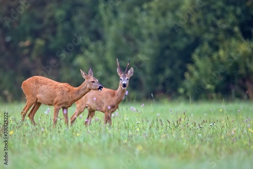 Fototapeta Naklejka Na Ścianę i Meble -  Buck deer with roe deer in a clearing in the wild