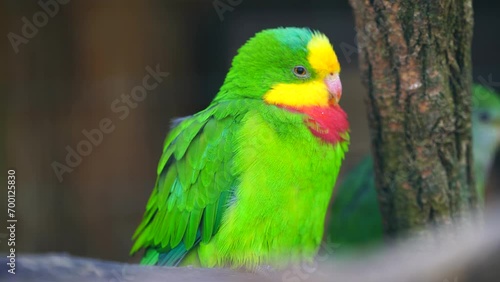 Video of Superb parrot in zoo