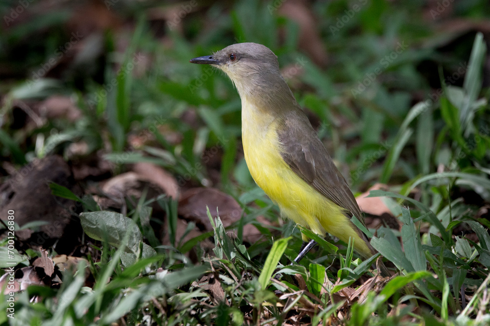 Fototapeta premium Brazilian Savannah Bird The birds of Brazil are very beautiful and have many colors.